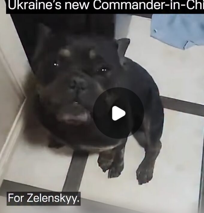 кумедний патріотичний пес